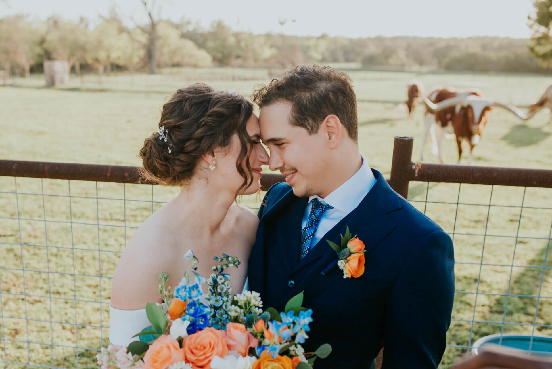 Bride and groom touching foreheads at their Austin ranch wedding, with longhorn cattle grazing in the pasture behind them